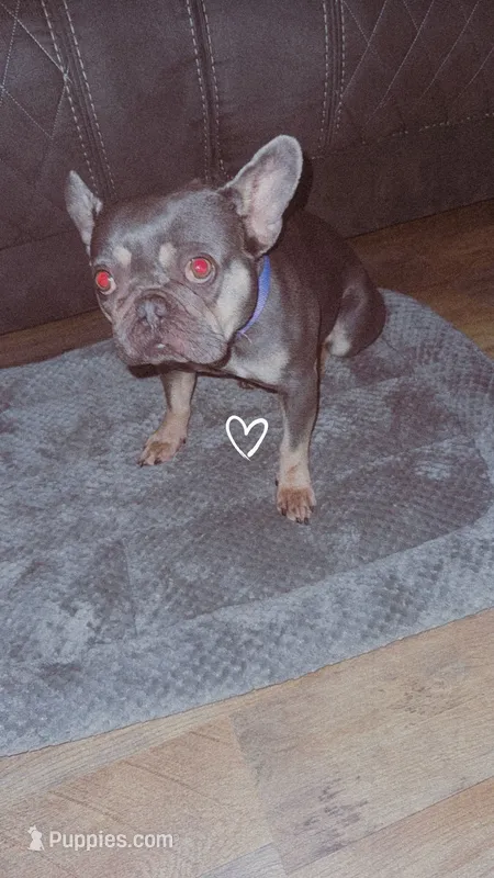 Lilly – French Bulldog puppy for sale in Pembroke, NC