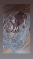 Lilly, a female French Bulldog for sale in Pembroke, NC – 3 of 3