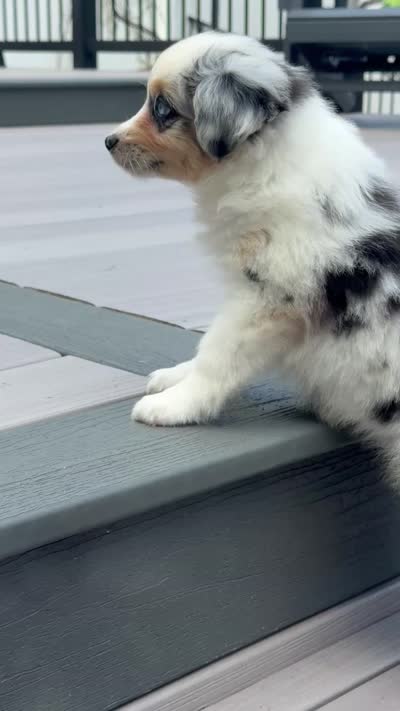 Peanut, a female Miniature Australian Shepherd for sale in Johnston, RI – 9 of 9