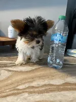 TikTok , a male Yorkshire Terrier for sale in North Smithfield, RI – 3 of 10