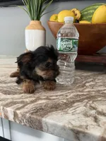 Tito, a male Yorkshire Terrier for sale in Johnston, RI – 7 of 8