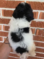 Jenny , a female Poodle - Toy  for sale in North Smithfield, RI – 5 of 8