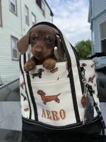Layla, a female Miniature Dachshund for sale in North Smithfield, RI – 8 of 8
