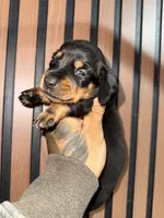 Willy black tan, a male Miniature Dachshund for sale in Johnston, RI – 2 of 8
