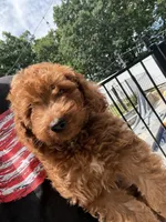 Maverick , a male Miniature Goldendoodle for sale in Johnston, RI – 3 of 10