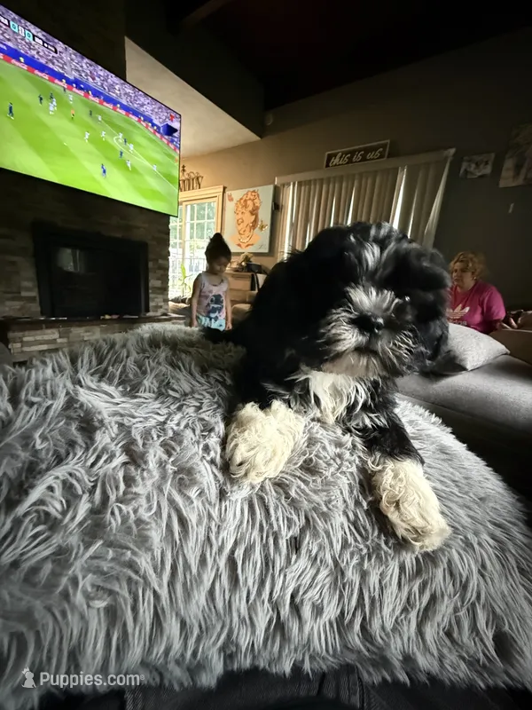 Oreo – Shih Tzu puppy for sale in North Smithfield, RI
