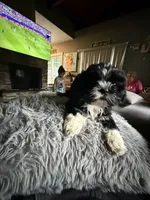 Oreo, a female Shih Tzu for sale in North Smithfield, RI – 1 of 10