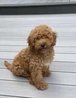 Cookie, a female Miniature Goldendoodle for sale in Johnston, RI – 5 of 8