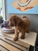 Maverick , a male Miniature Goldendoodle for sale in Johnston, RI – 4 of 10