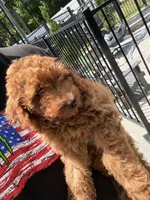 Maverick , a male Miniature Goldendoodle for sale in Johnston, RI – 5 of 10