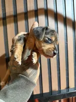 Mini Dachshund Tommy , a male Miniature Dachshund for sale in Johnston, RI – 4 of 8