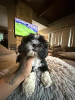 Oreo, a female Shih Tzu for sale in North Smithfield, RI – 9 of 10