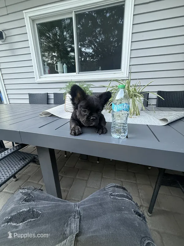 Chaz – French Bulldog puppy for sale in North Smithfield, RI