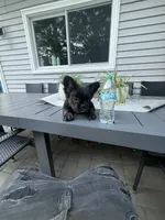 Chaz, a male French Bulldog for sale in North Smithfield, RI – 1 of 6