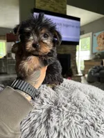 Chase , a male Yorkshire Terrier for sale in North Smithfield, RI – 9 of 10