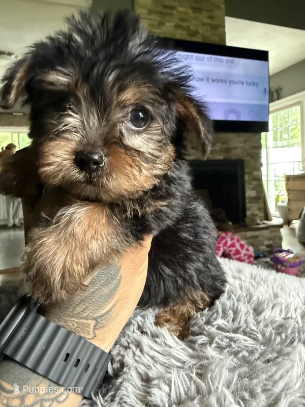 Chase  – Yorkshire Terrier puppy for sale in North Smithfield, RI