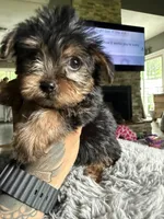 Chase , a male Yorkshire Terrier for sale in North Smithfield, RI – 1 of 10