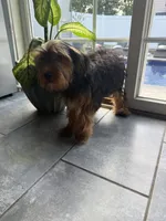 Tucker, a male Miniature Schnauzer and Yorkshire Terrier for sale in Johnston, RI – 9 of 10
