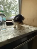 Tilly , a female Yorkshire Terrier for sale in North Smithfield, RI – 5 of 9