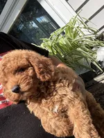 Chloe, a female Miniature Goldendoodle for sale in Johnston, RI – 5 of 10