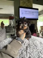 Chase , a male Yorkshire Terrier for sale in North Smithfield, RI – 10 of 10