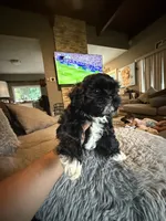 Stacy, a female Shih Tzu for sale in North Smithfield, RI – 4 of 10