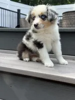 Peanut, a female Miniature Australian Shepherd for sale in Johnston, RI – 3 of 9