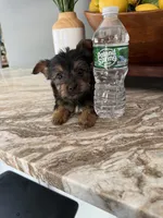 Tito, a male Yorkshire Terrier for sale in Johnston, RI – 8 of 8