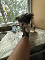 Tilly , a female Yorkshire Terrier for sale in North Smithfield, RI – 3 of 9