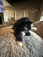 Stacy, a female Shih Tzu for sale in North Smithfield, RI – 7 of 10