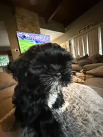 Stacy, a female Shih Tzu for sale in North Smithfield, RI – 9 of 10