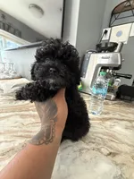 Camila mi, a female Poodle - Toy  for sale in North Smithfield, RI – 2 of 9