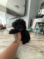 Camila mi, a female Poodle - Toy  for sale in North Smithfield, RI – 6 of 9