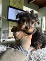 Chase , a male Yorkshire Terrier for sale in North Smithfield, RI – 6 of 10