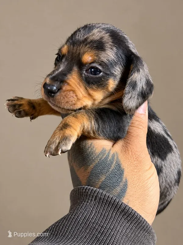 Mini Dachshund Tommy  – Miniature Dachshund puppy for sale in Johnston, RI