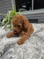 Maverick , a male Miniature Goldendoodle for sale in Johnston, RI – 8 of 10