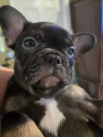 Princess, a female French Bulldog for sale in North Smithfield, RI – 3 of 6