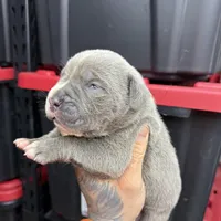 Blue, a male Cane Corso and American Mastiff for sale in Johnston, RI – Photo 5 of 5