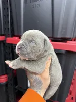 Blue, a male Cane Corso and American Mastiff for sale in Johnston, RI – Photo 3 of 3