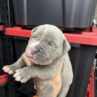 Blue, a male Cane Corso and American Mastiff for sale in Johnston, RI – Photo 3 of 5