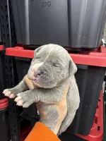 Blue, a male Cane Corso and American Mastiff for sale in Johnston, RI – Photo 1 of 3