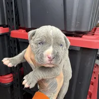 Blue, a male Cane Corso and American Mastiff for sale in Johnston, RI – Photo 4 of 5