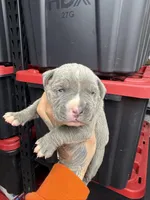 Blue, a male Cane Corso and American Mastiff for sale in Johnston, RI – Photo 2 of 3