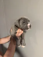 Blue, a male Cane Corso and American Mastiff for sale in Johnston, RI – Photo 1 of 5