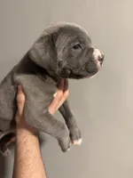 Blue, a male Cane Corso and American Mastiff for sale in Johnston, RI – Photo 2 of 5