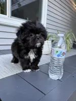 Cookie, a female Shih Tzu for sale in North Smithfield, RI – 2 of 9
