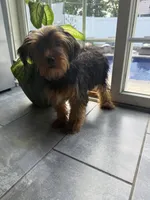 Tucker, a male Miniature Schnauzer and Yorkshire Terrier for sale in Johnston, RI – 2 of 10
