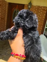 Kelsey, a female Poodle - Toy  for sale in North Smithfield, RI – 5 of 7