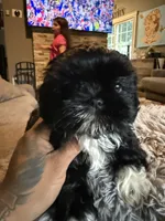 Stacy, a female Shih Tzu for sale in North Smithfield, RI – 6 of 10