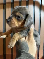 Mini Dachshund Tommy , a male Miniature Dachshund for sale in Johnston, RI – 1 of 8